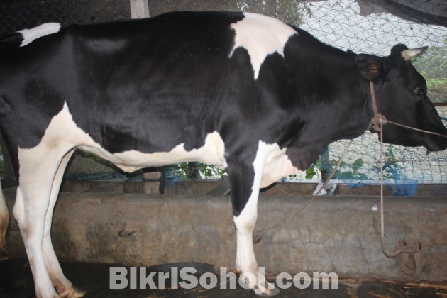 দামুর(বকনা) গরু(COW) (কোরবানির)